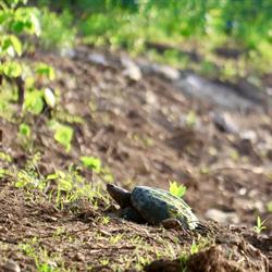 Snapping Turtle Nesting